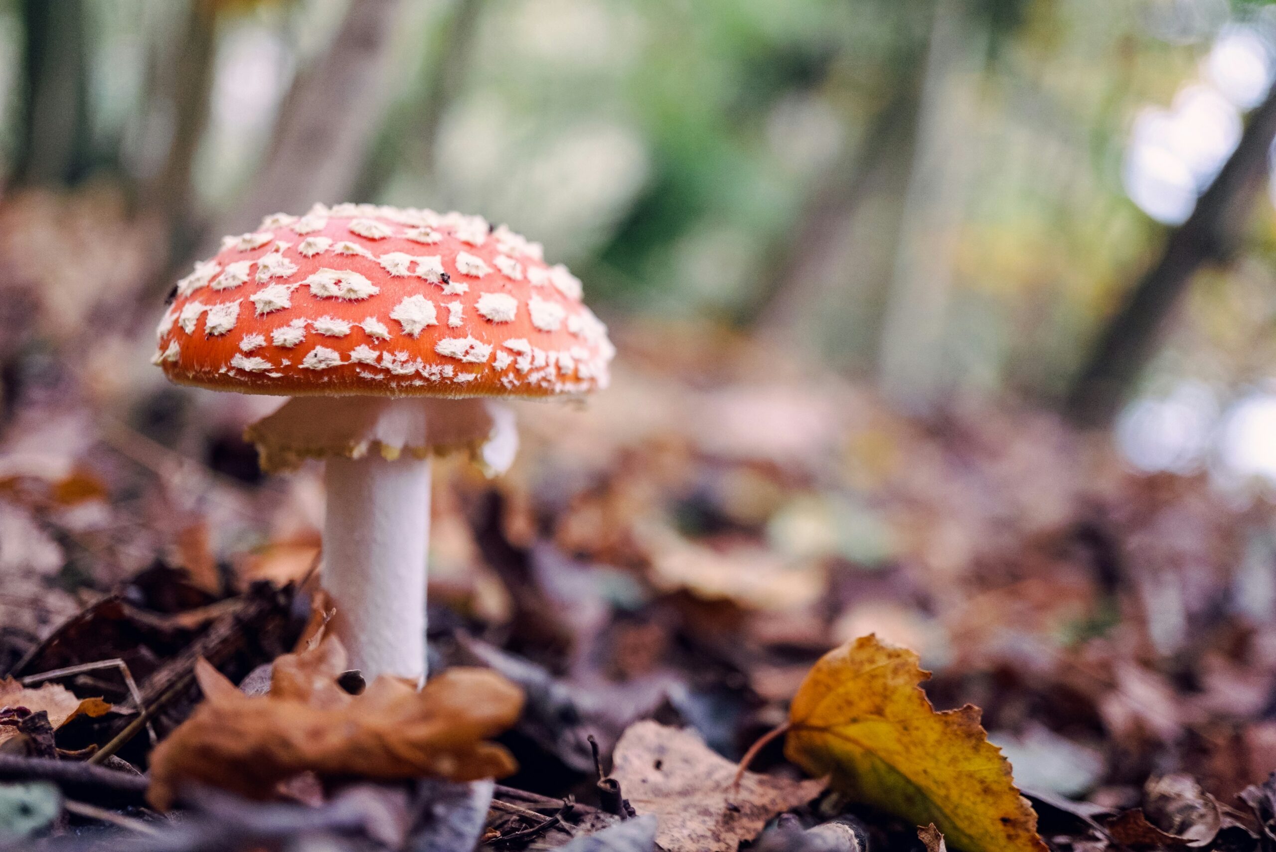 red and white mushroom growing up from a pile of brown leaves